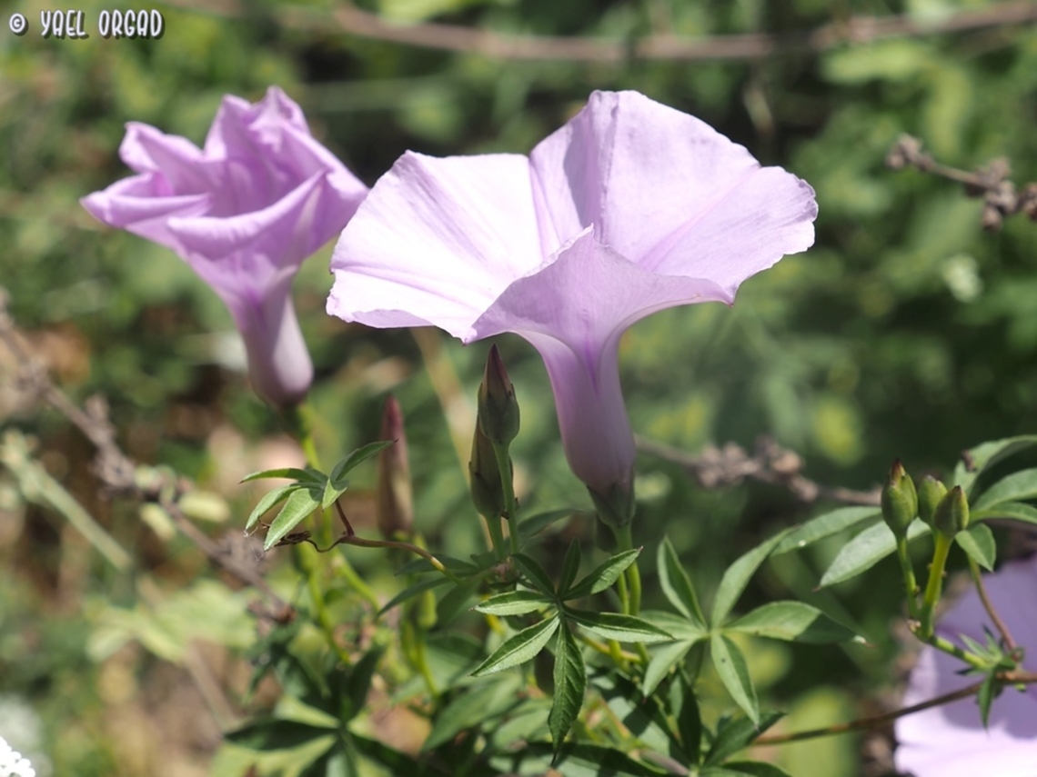 Ipomoea cairica  Geotagged,Ipomoea cairica,Israel,Mile-a-minute Vine,Spring