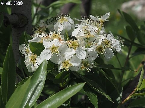 Pyrus syriaca  Geotagged,Israel,Pyrus syriaca,Spring,Syrian pear