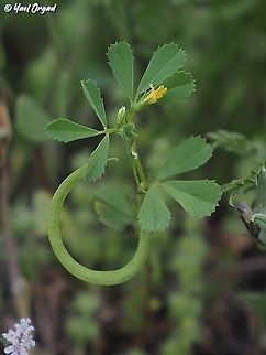 Medicago monspeliaca  Geotagged,Israel,Medicago monspeliaca,Spring,Star-fruited Medick
