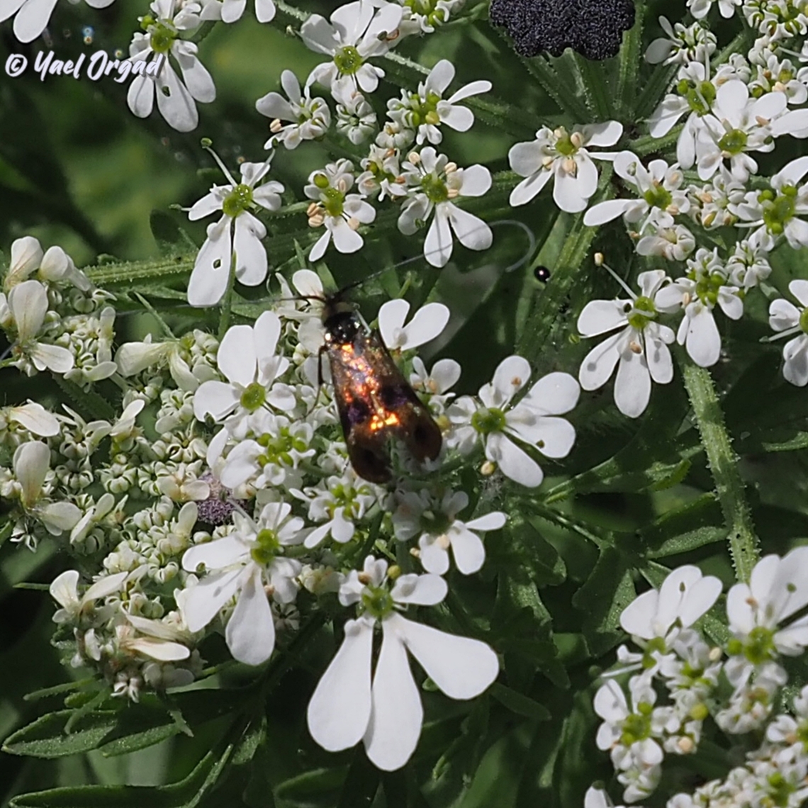 Adelidae sp. a tiny moth (about 3 mm) with wonderful metallic colors... I don&#039;t know what is the exact species, just the genus.  Geotagged,Israel,Spring