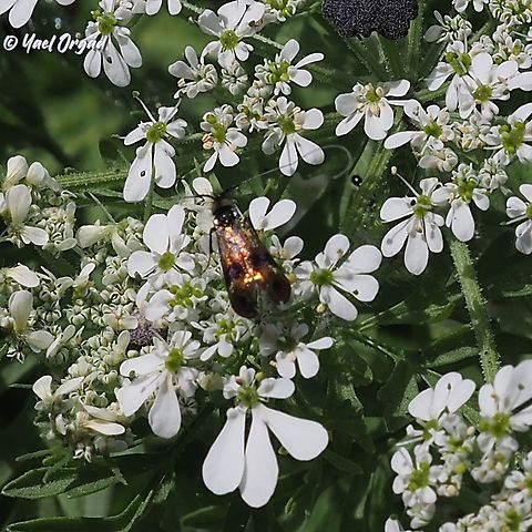 Adelidae sp. a tiny moth (about 3 mm) with wonderful metallic colors... I don't know what is the exact species, just the genus.  Geotagged,Israel,Spring