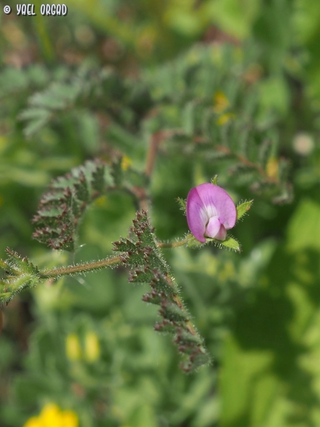 Cicer judaicum - wild chickpea this is the wild "forfather" of the chickpea, that is very commonly used in Middle-Eastern cuisine.   Cicer judaicum,Geotagged,Israel,Spring