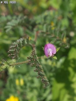 Cicer judaicum - wild chickpea this is the wild "forfather" of the chickpea, that is very commonly used in Middle-Eastern cuisine.   Cicer judaicum,Geotagged,Israel,Spring