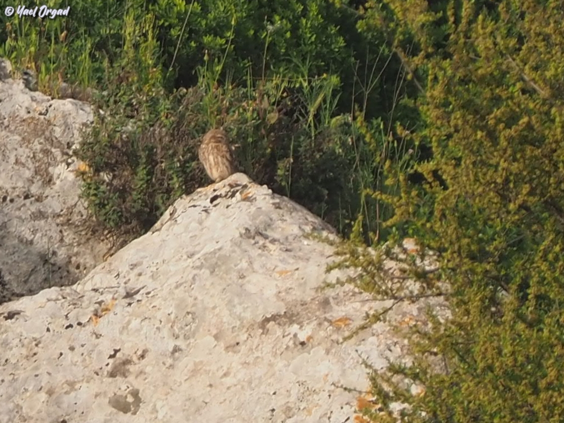 Athene noctua from a really big distance, so we won&#039;t disturb it... Athene noctua,Geotagged,Israel,Little  Owl,Spring