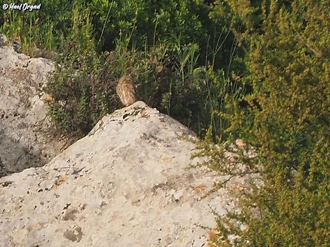 Athene noctua from a really big distance, so we won't disturb it... Athene noctua,Geotagged,Israel,Little  Owl,Spring