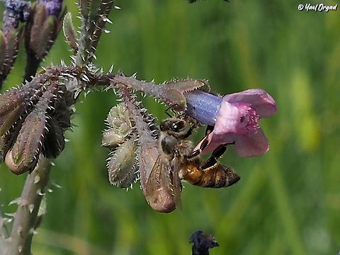 Nectar Robbery what we see here is a flower of Anchusa strigosa with a honey-bee (Apis mellifera). but the bee is approaching the base of the flower, and not its entrance - why?
what is happening here is Nectar robbery!
Anchusa strigosa is a selective plant. it "wants" to be pollinated by butterflies. so it has a barrier at the flower's entrance that looks like many thin needles. only butterflies that have long proboscis can penetrate the barrier, reach the nectar and pollinate the flower.
the honey-bee can't do that. but it's a smart creature and it knows where the nectar is - so it cuts a hole at the base of the flower, where the nectaries are, and robs the nectar without pollinating the flower. Anchusa strigosa,Apis mellifera,Geotagged,Israel,Spring,Strigose Bugloss