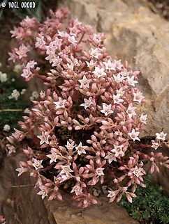 Rosularia sempervivum ssp. libanotica  Israel,Mount Hermon,Rosularia sempervivum
