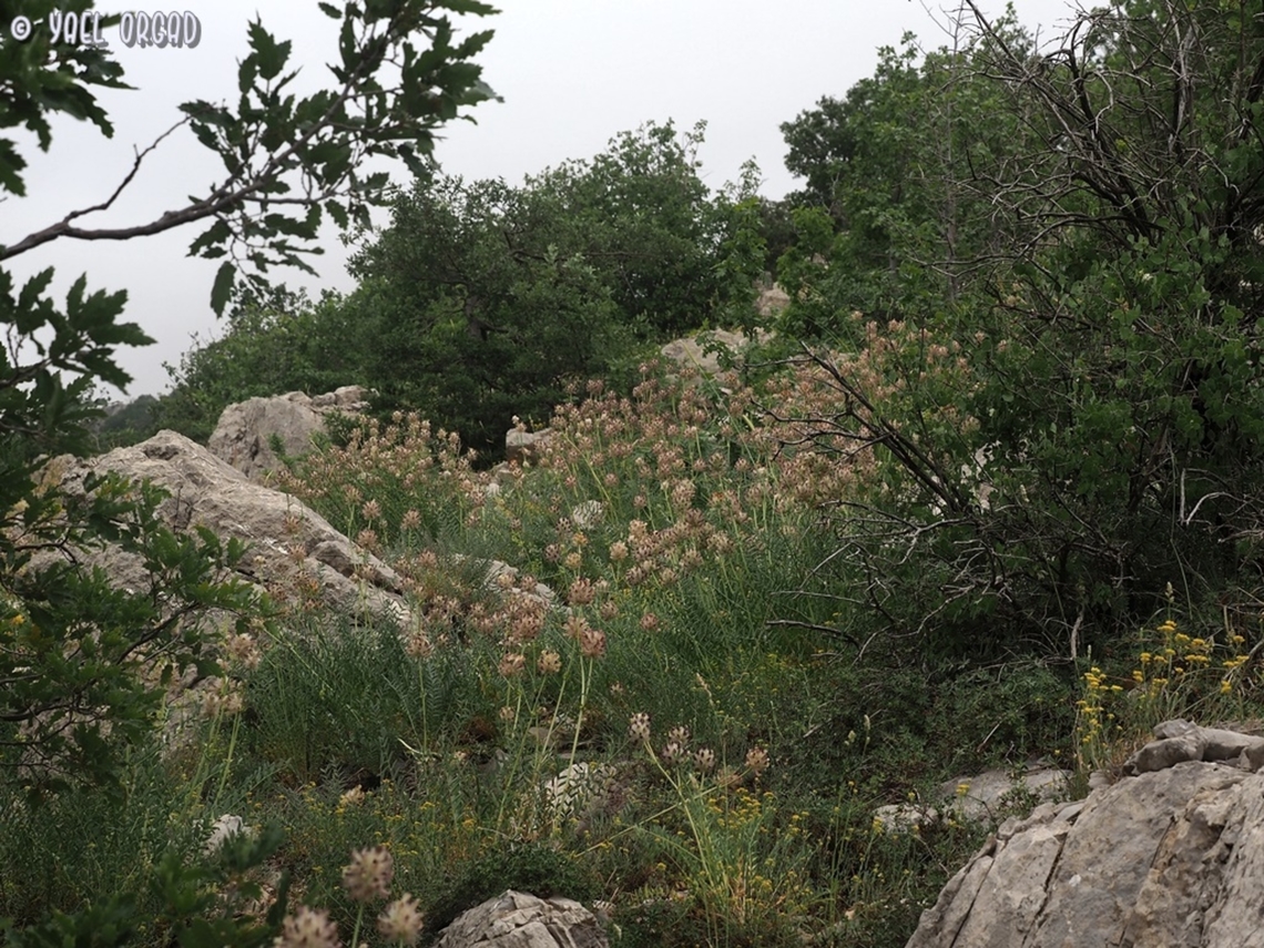 Astragalus ehrenbergii  Astragalus ehrenbergii,Geotagged,Spring
