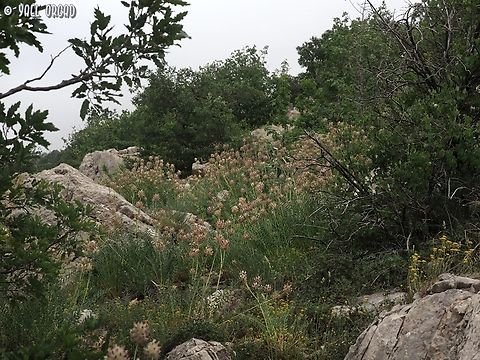 Astragalus ehrenbergii  Astragalus ehrenbergii,Geotagged,Spring