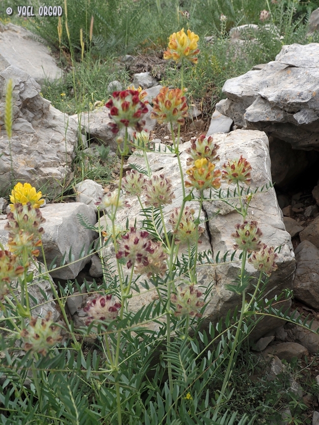 Astragalus ehrenbergii flowers are yellow, as they whither - they become darker and change to orange, red, dark red.  Astragalus ehrenbergii