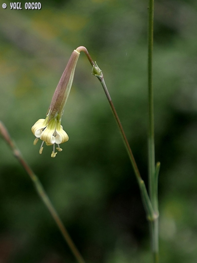 Silene libanotica  Silene libanotica