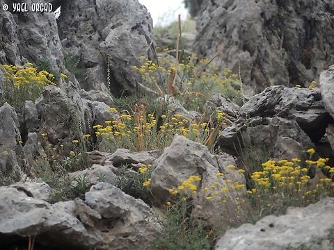 Odontarrhena muralis  Geotagged,Odontarrhena muralis,Spring