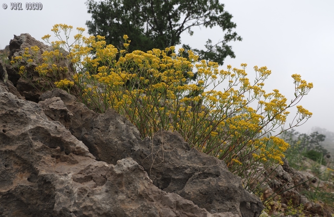 Odontarrhena muralis  Odontarrhena muralis