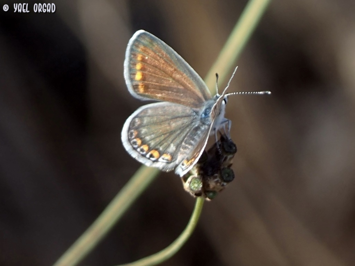 Polyommatus icarus on Cephalaria joppensis  Common blue,Geotagged,Israel,Polyommatus icarus,Summer
