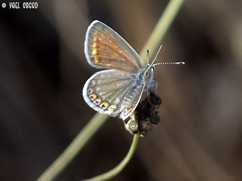 Polyommatus icarus on Cephalaria joppensis  Common blue,Geotagged,Israel,Polyommatus icarus,Summer