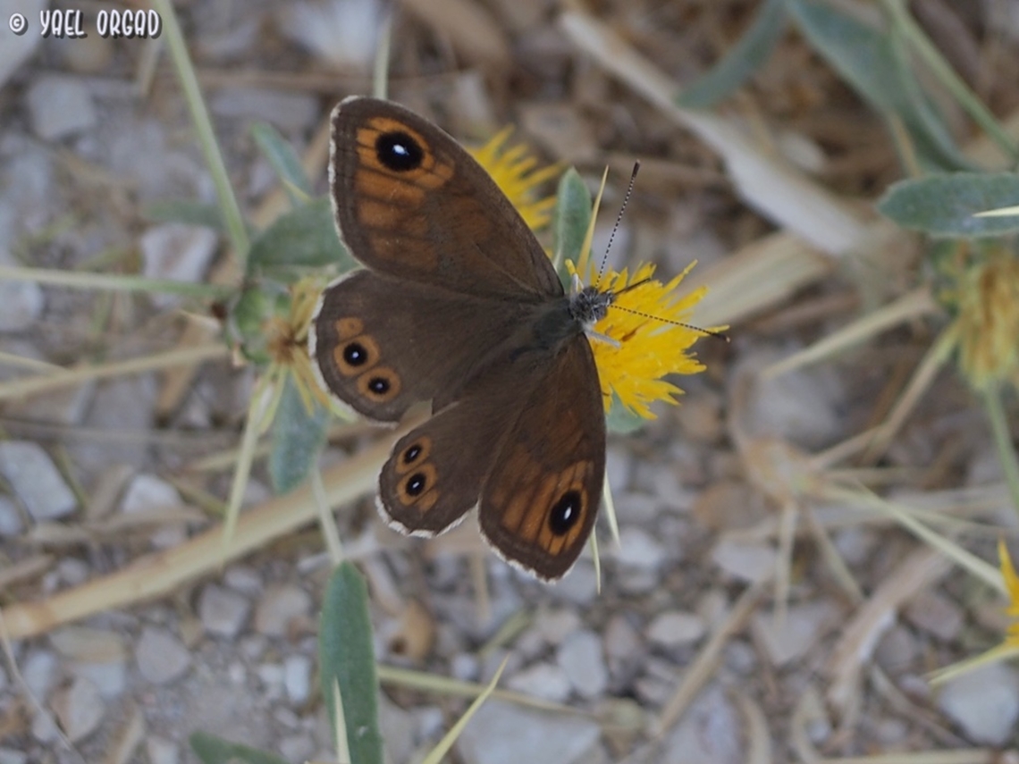 Lasiommata maera on a late-blooming Centaurea hyalolepis Geotagged,Israel,Large Wall Brown,Lasiommata maera,Summer
