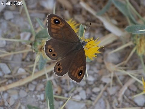 Lasiommata maera on a late-blooming Centaurea hyalolepis Geotagged,Israel,Large Wall Brown,Lasiommata maera,Summer