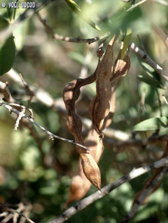 Anagyris foetida - fruit the seeds are purple :-)  Anagyris foetida,Geotagged,Israel,Summer