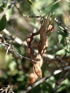Anagyris foetida - fruit the seeds are purple :-)  Anagyris foetida,Geotagged,Israel,Summer