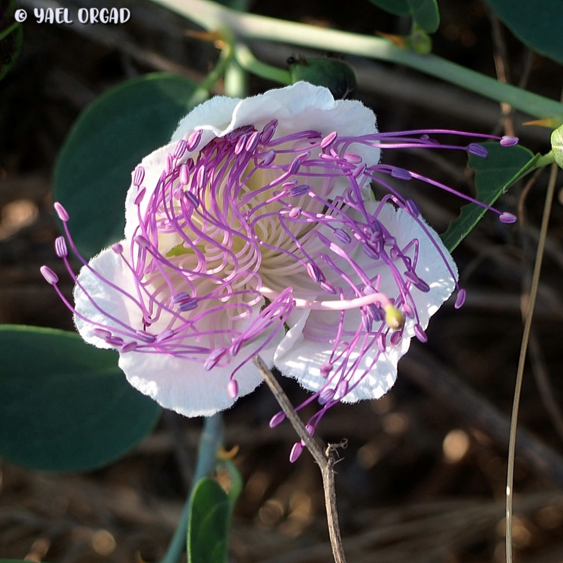 stamen vortex! I really like this "vortex" shape that the many stamens of the Capparis zoharyi take before the flower fully opens :-)  Capparis zoharyi,Geotagged,Israel,Summer