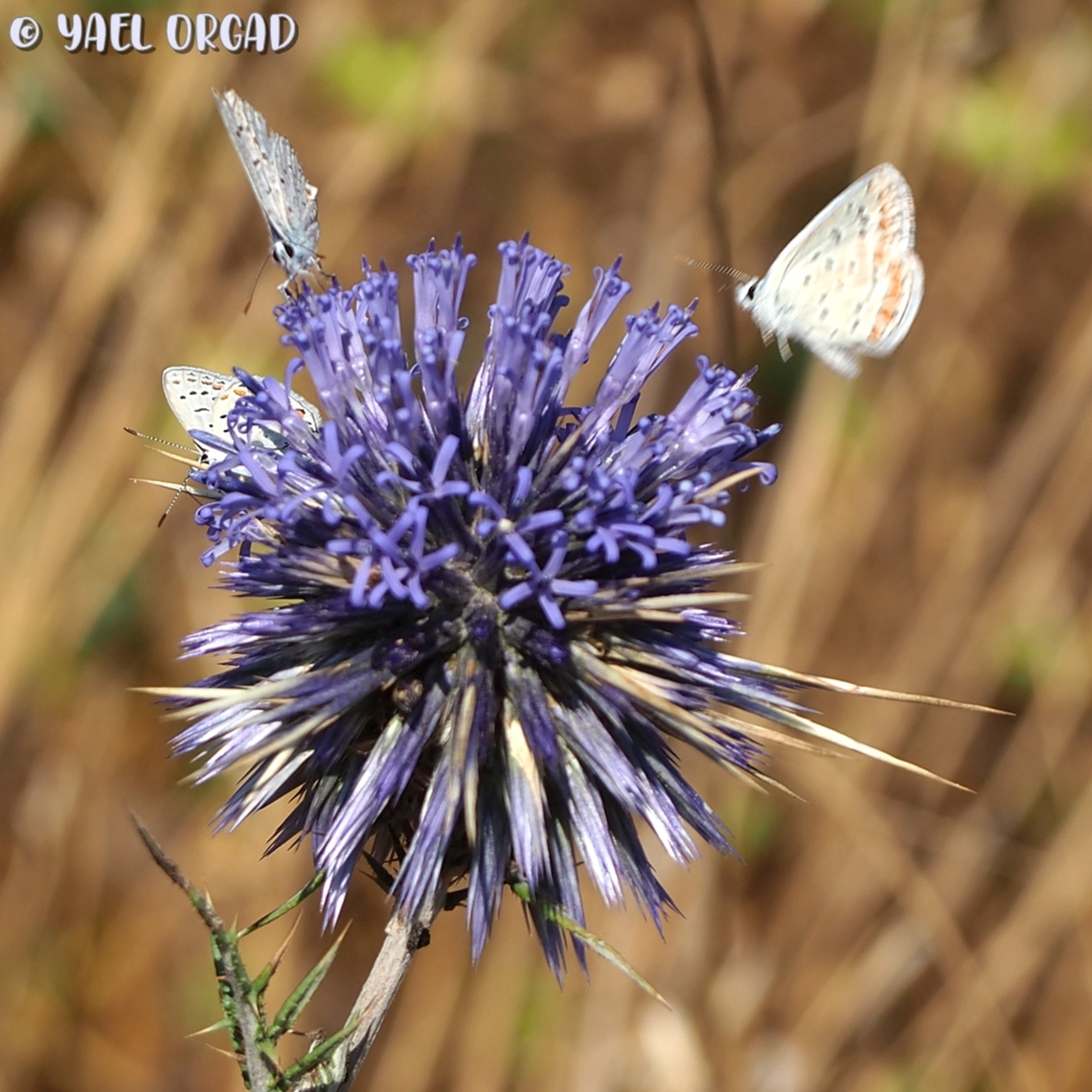 the dance of the butterflies 3 Polyommatus icarus butterflies, around one Echinops adenocaulos Echinops adenocaulos,Geotagged,Globe Thistle,Israel,Polyommatus icarus,Summer