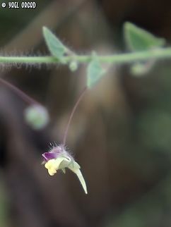 Kickxia elatine I love Kickxia flowers. so small, but look like "hot lips" :-)  Geotagged,Israel,Kickxia elatine,Summer
