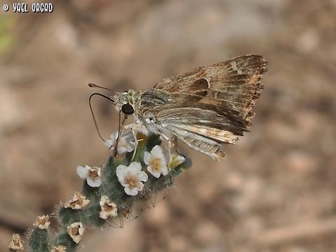 Carcharodus alceae on Heliotropium hirsutissimum  Carcharodus alceae,Geotagged,Heliotropium hirsutissimum,Israel,Mallow Skipper,Summer