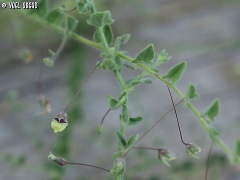 Kickxia elatine  Geotagged,Israel,Kickxia elatine,Summer