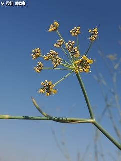 Foeniculum vulgare very common in Israel.  Fennel,Foeniculum vulgare,Geotagged,Israel,Summer