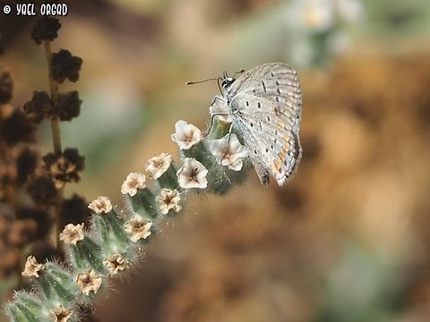 Polyommatus icarus on Heliotropium hirsutissimum  Geotagged,Heliotropium hirsutissimum,Israel,Polyommatus icarus,Summer
