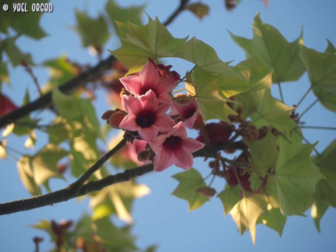 Although planted, it's so beautiful Although the Brachychiton discolor is not growing wild in Israel, only used as a street-gardening tree, I really like its lovely flowers. orignates in Eastern Australis.  Brachychiton discolor,Geotagged,Israel,Summer