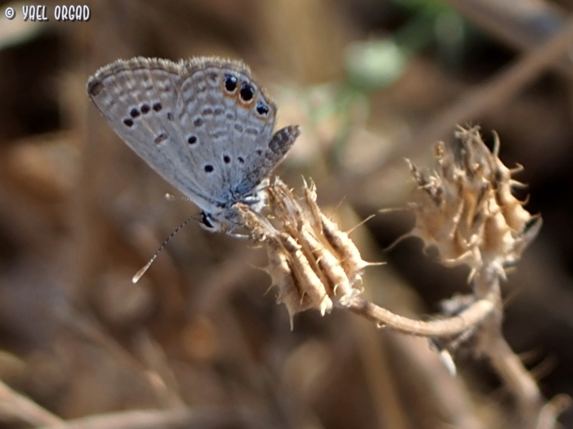 Freyeria trochylus  Chilades trochylus,Geotagged,Grass jewel,Israel,Summer