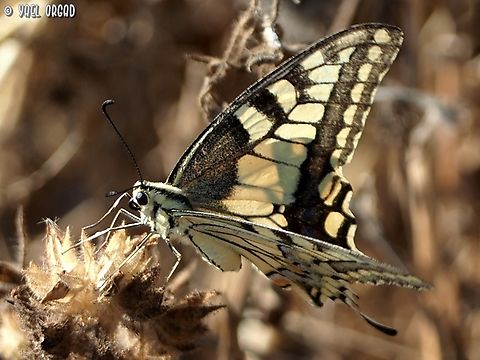 Papilio machaon  Geotagged,Israel,Old World swallowtail,Papilio machaon,Summer