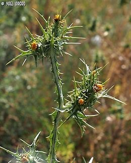 Scolymus maculatus  Geotagged,Israel,Scolymus maculatus,Spotted Golden Thistle,Summer
