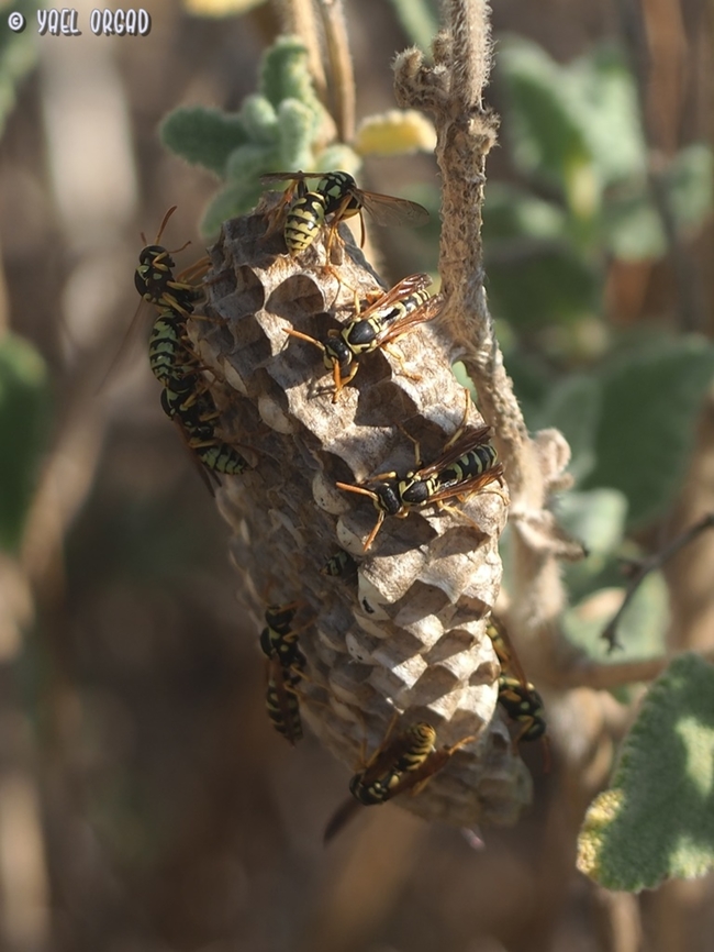 Polistes dominula - nest  European paper wasp,Geotagged,Israel,Polistes dominula,Summer