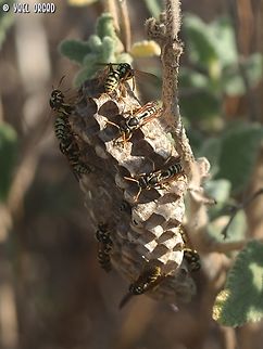 Polistes dominula - nest  European paper wasp,Geotagged,Israel,Polistes dominula,Summer