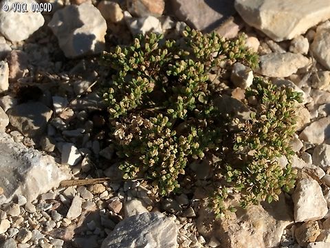 Polycarpon tetraphyllum  Fourleaf Manyseed,Geotagged,Israel,Polycarpon tetraphyllum,Summer