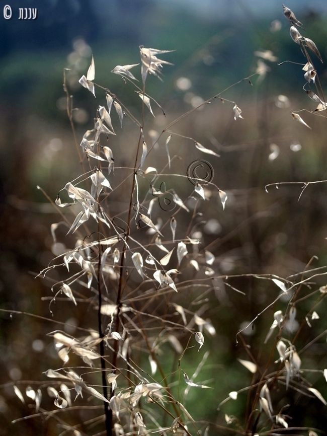 Avena sterilis  Avena sterilis,Geotagged,Israel,Summer,Winter wild oat
