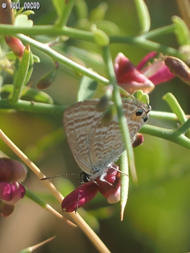 Lampides boeticus standing on Alhagi graecorum  Alhagi graecorum,Geotagged,Israel,Lampides boeticus,Peablue or Long-tailed Blue,Summer