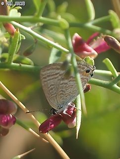 Lampides boeticus standing on Alhagi graecorum  Alhagi graecorum,Geotagged,Israel,Lampides boeticus,Peablue or Long-tailed Blue,Summer