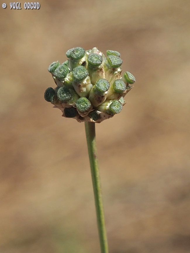 Cephalaria joppensis - fruit  Cephalaria joppensis,Geotagged,Israel,Summer