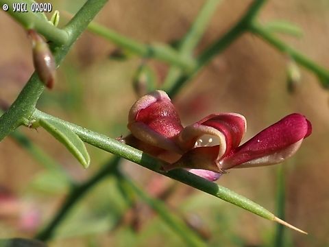 Alhagi graecorum  Alhagi graecorum,Geotagged,Israel,Summer