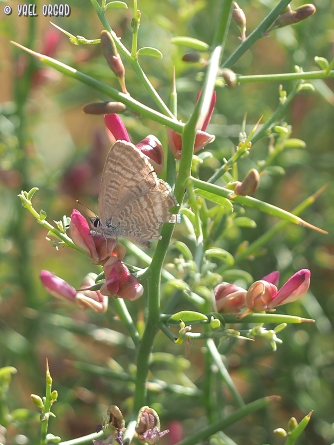 Lampides boeticus standing on Alhagi graecorum  Alhagi graecorum,Geotagged,Israel,Summer