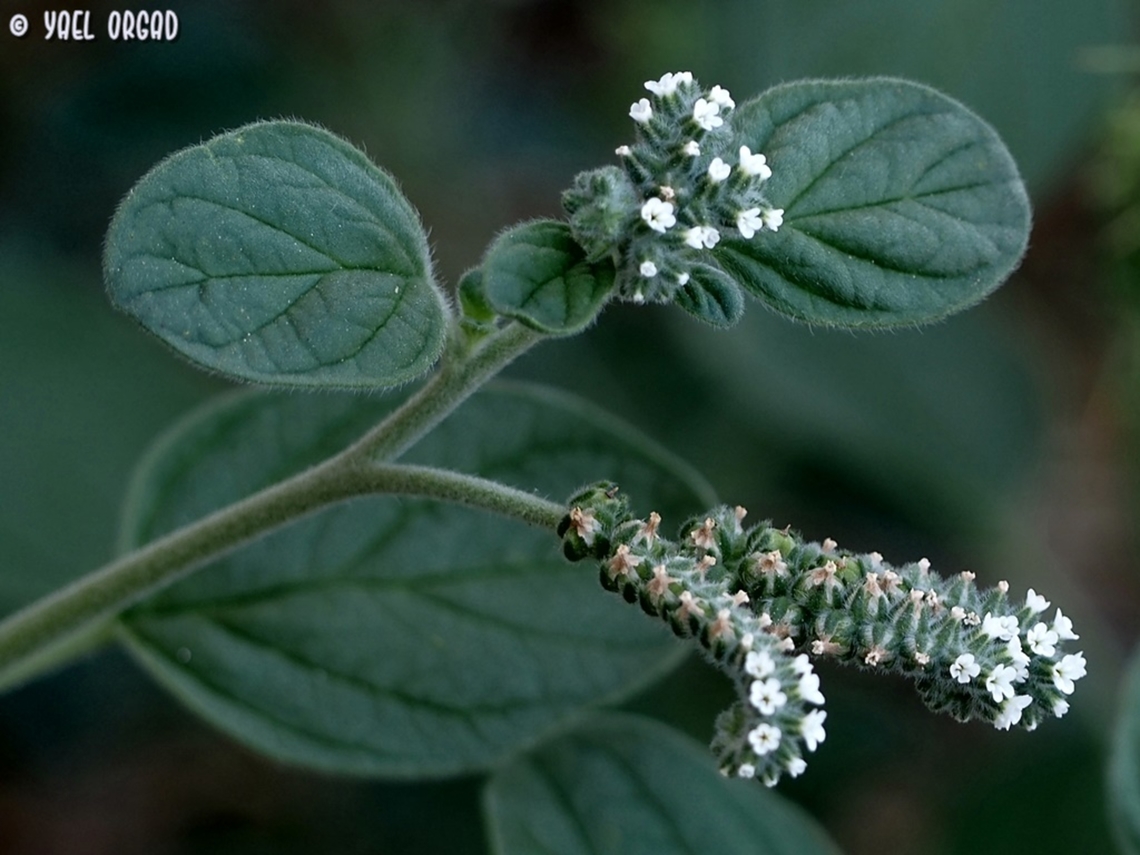 Heliotropium europaeum  European Heliotrope,Geotagged,Heliotropium europaeum,Israel,Summer