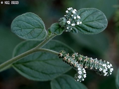 Heliotropium europaeum  European Heliotrope,Geotagged,Heliotropium europaeum,Israel,Summer