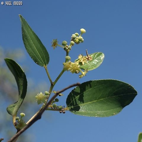 Ziziphus spina-christi  Christ's Thorn Jujube,Geotagged,Israel,Summer,Ziziphus spina-christi