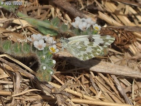 Pontia daplidice on Heliotropium hirsutissimum  Bath White,Geotagged,Heliotropium hirsutissimum,Israel,Pontia daplidice,Summer