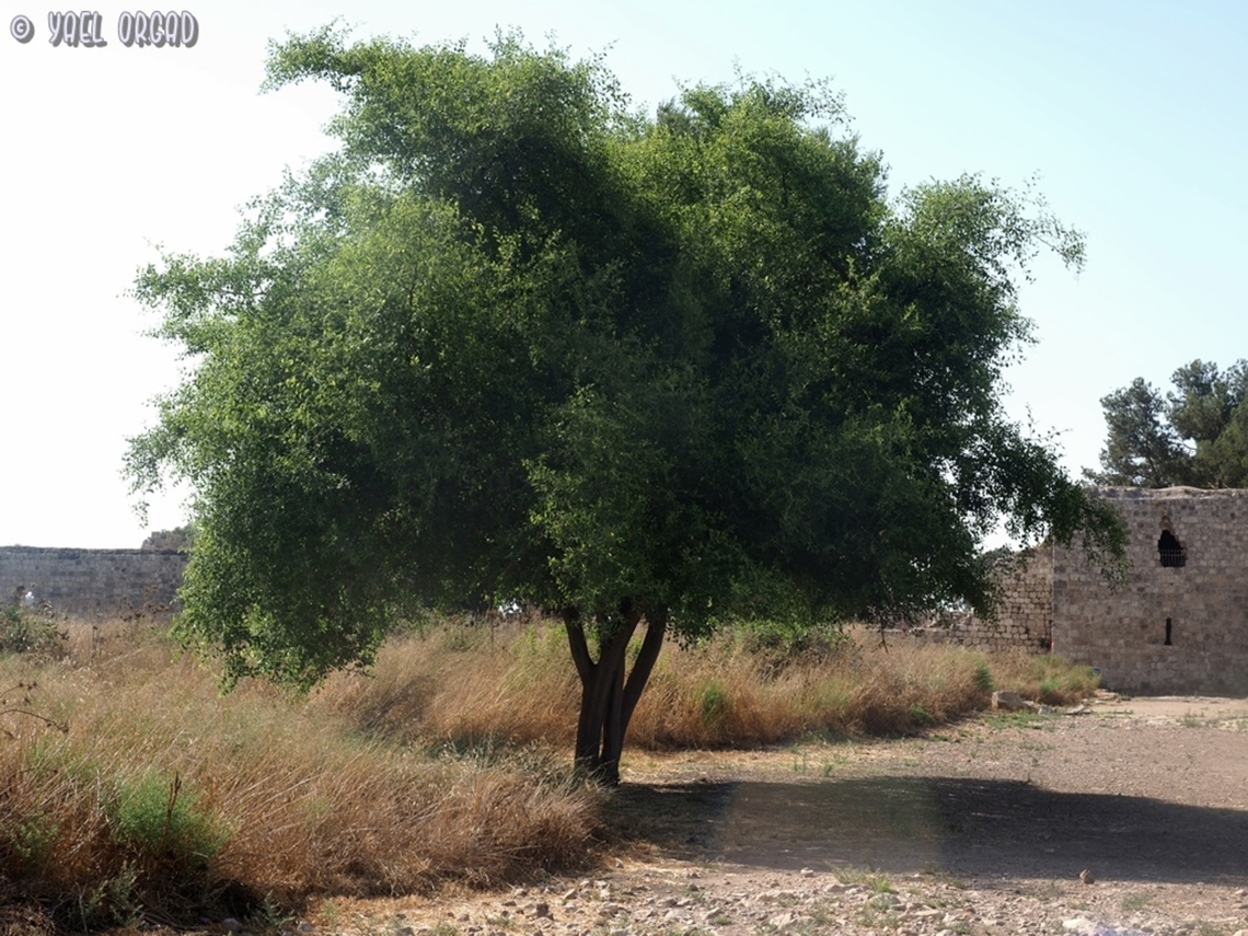 Ziziphus spina-christi on the side of the ancient main street (the Cardo) of the Roman city Antipatris <br />
<a href="https://en.wikipedia.org/wiki/Antipatris" rel="nofollow">https://en.wikipedia.org/wiki/Antipatris</a> Christ's Thorn Jujube,Geotagged,Israel,Summer,Ziziphus spina-christi