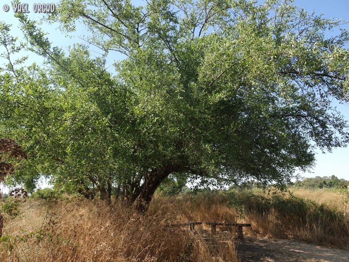 Ziziphus spina-christi  Christ's Thorn Jujube,Geotagged,Israel,Summer,Ziziphus spina-christi