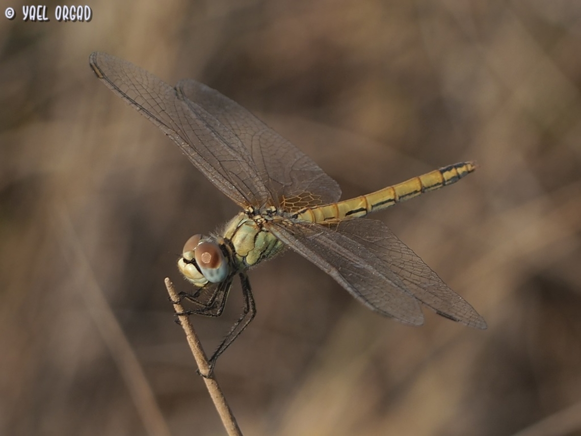 Crocothemis erythraea - female  Crocothemis erythraea,Geotagged,Israel,Scarlet Darter,Summer